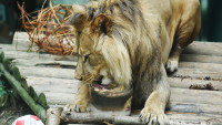 zoo41 lev